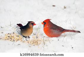 Pair of Cardinals in the snow. Pair of Cardinals in the snow.