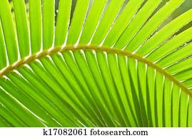 Palm leaf.