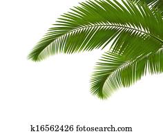 Palm leaves on white background. Vector.