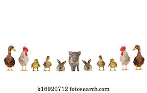 pets pets