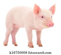 Pig on white Pig on white