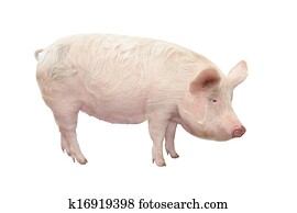 Pig Pig