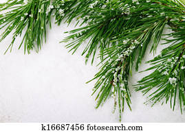 Pine branch
