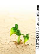 Plant sprouting in the desert