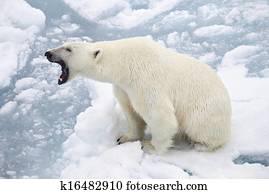 polar bear polar bear