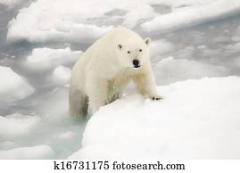 Polar bear Polar bear