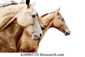 purebred horses purebred horses