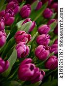 Purple Tulips Purple Tulips