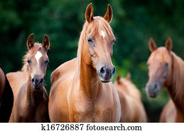 rebanho, de, cavalos arábicos