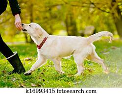 retriever puppy retriever puppy