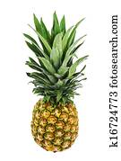 Ripe whole pineapple isolated on white background. Ripe whole pineapple isolated on white background.