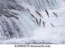 Salmon Jumping Up the Brooks Falls at Katmai National Park, Alaska Salmon Jumping Up the Brooks Falls at Katmai National Park, Alaska
