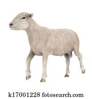 sheep sheep
