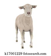 sheep sheep