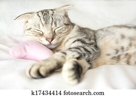 smiling cat sleep on the bed smiling cat sleep on the bed