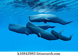 Sperm Whale Family Sperm Whale Family