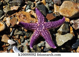Starfish Starfish