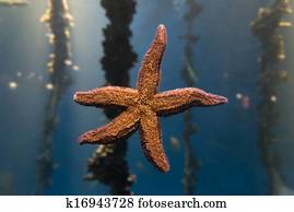 Starfish Starfish