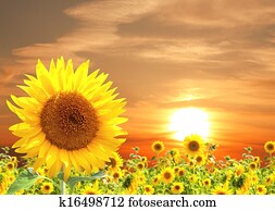 Sunflower Sunflower