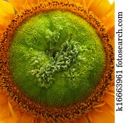 Sunflower Sunflower