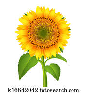 Sunflower with pedicle Sunflower with pedicle