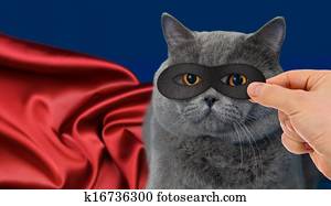 super-hero cat super-hero cat