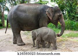 Thai elephant Thai elephant