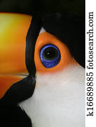 Toco toucan, Ramphastos toco