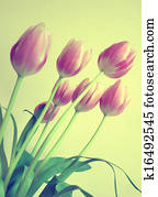 Tulips Tulips