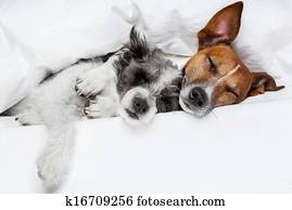 two dogs in love two dogs in love