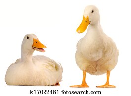  two duck