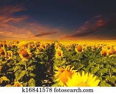 Under the evening skies. Abstract natural backgrounds