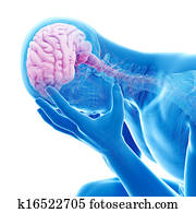 Visible anatomy Visible anatomy