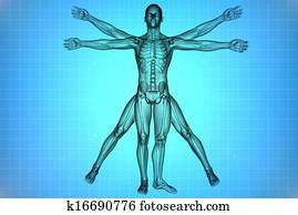 Vitruvian man Vitruvian man