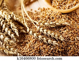 wheat grains wheat grains