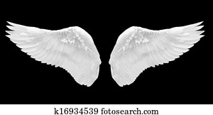 white angel wing isolated white angel wing isolated