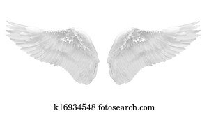white angel wing isolated white angel wing isolated