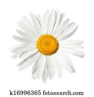 White daisy