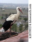 White stork, Ciconia ciconia,