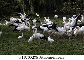 White stork, Ciconia ciconia,