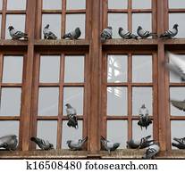 window window