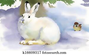 Winter rabbit Winter rabbit
