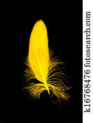 Yellow feather isolated on black background