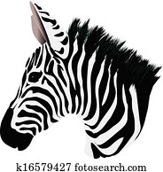 zebra