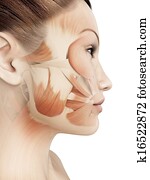 נקבה, שרירים פרצופיים