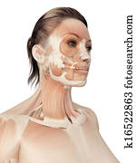 שרירים, של, ה, צפה