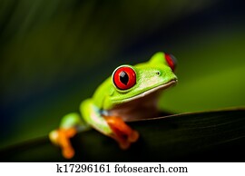 カラフルである エキゾチック 世界 カエル 写真館 イメージ館 K Fotosearch