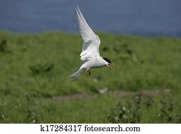 Arctic tern, Sterna paradisaea