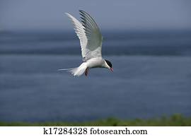 Arctic tern, Sterna paradisaea