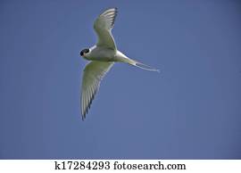 Arctic tern, Sterna paradisaea